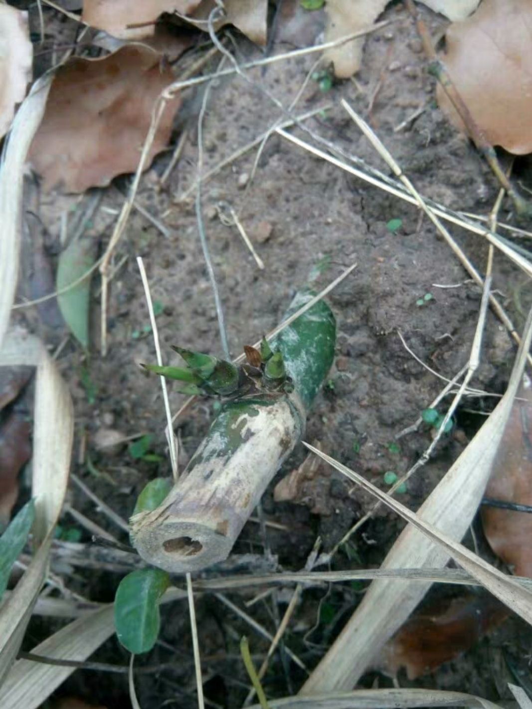 麻竹苗 麻竹笋苗竹头苗中国麻竹笋之乡正宗西牛麻竹笋头苗