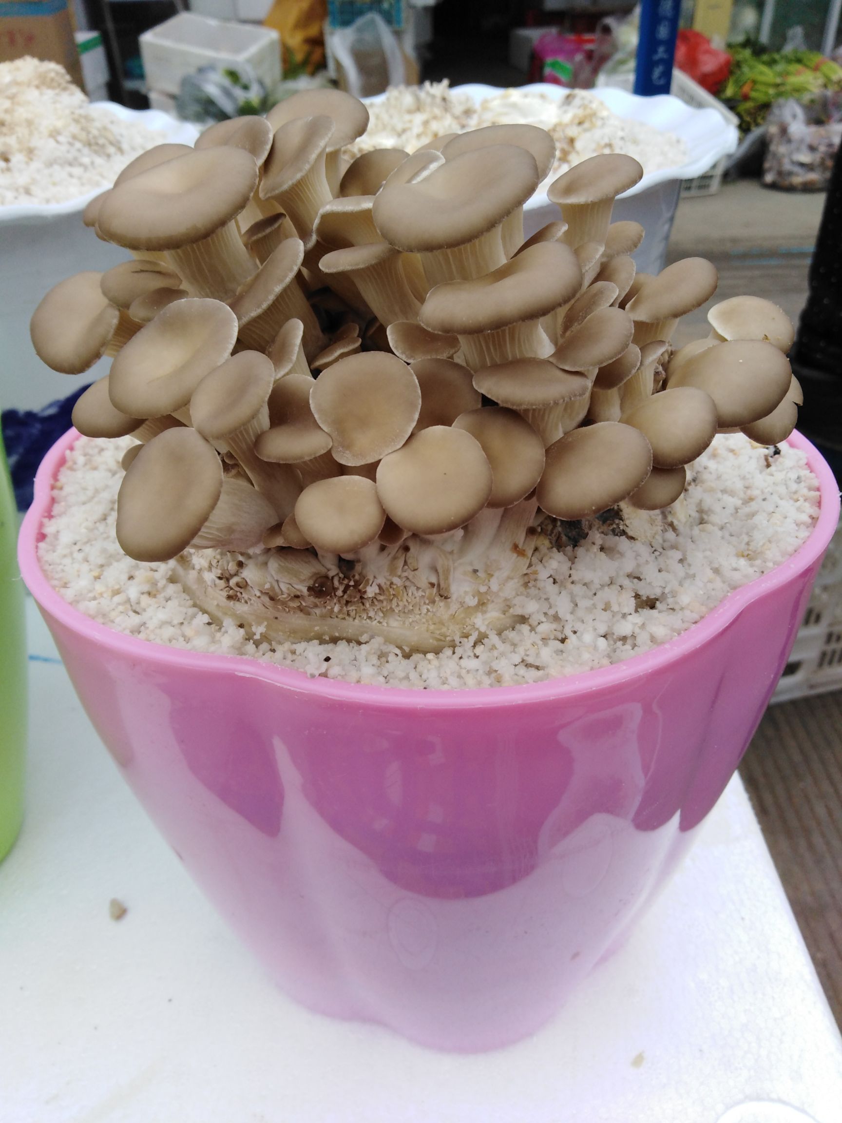 河南省漯河市郾城区 盆栽蘑菇,室内种植,喷水即长,三到五天就可采摘