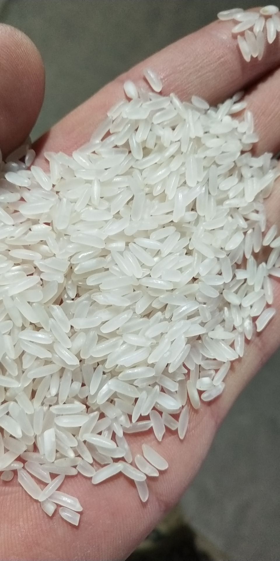 长粒香米2019大米长粒稻谷米抛光色选大米优等大米苏北大米