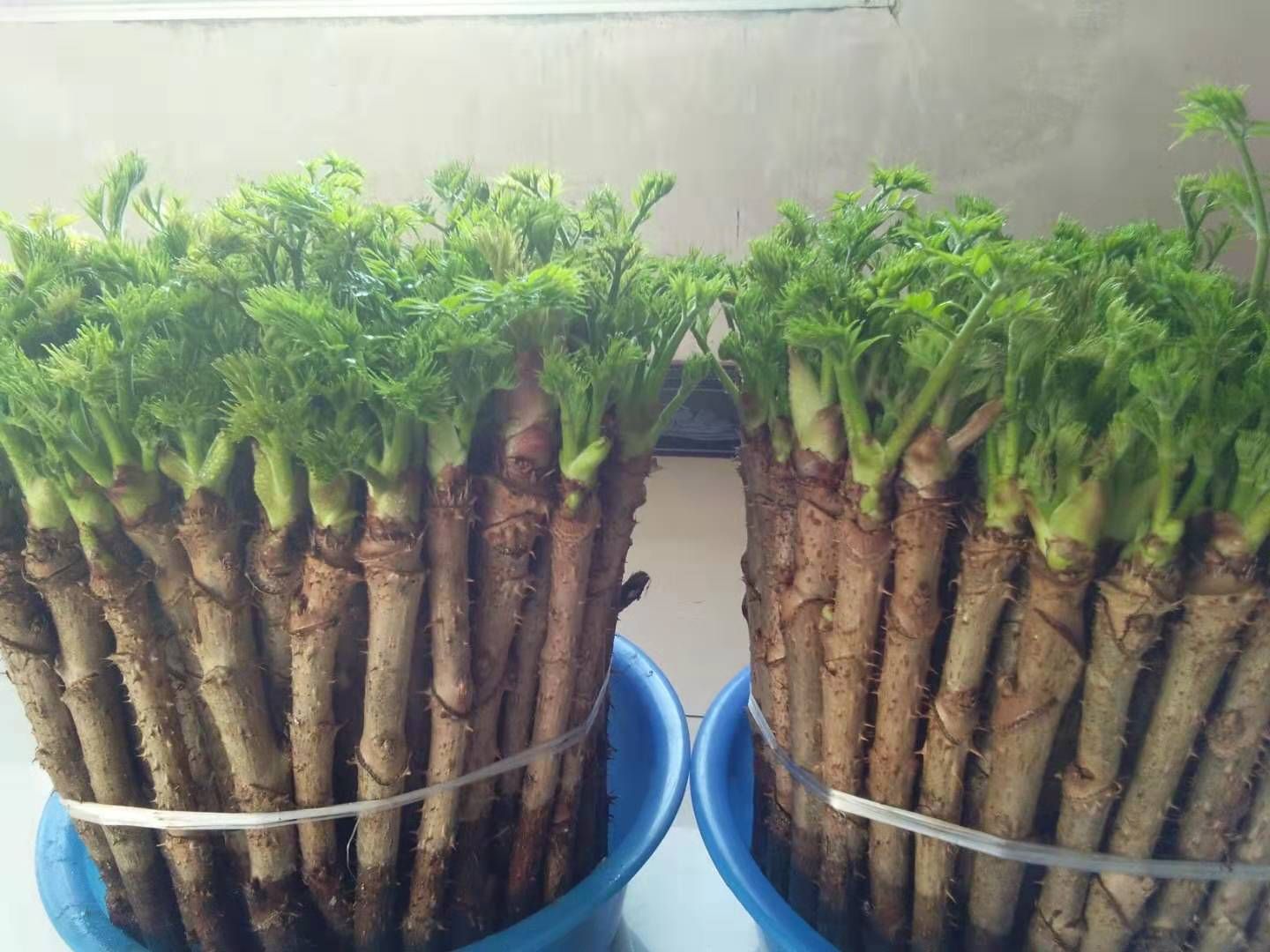 [刺老芽批发]刺老芽 刺嫩芽价格225元/斤 - 惠农网