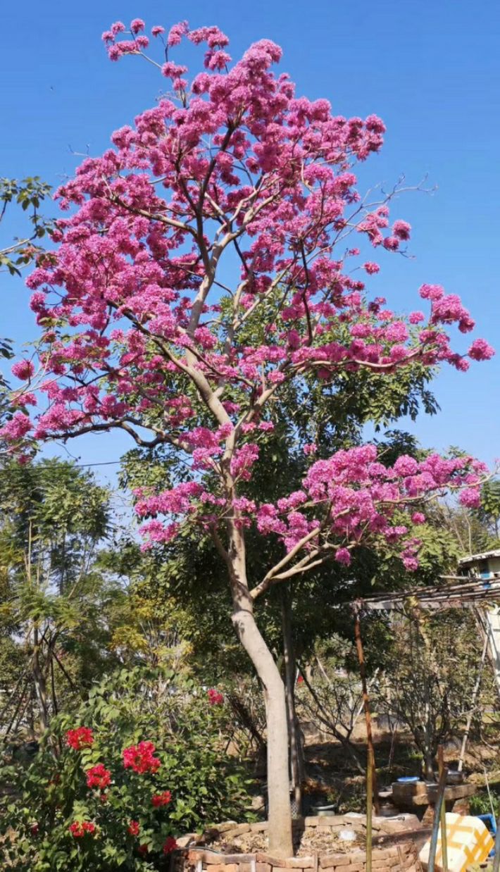 紫花风铃木 紫花枫铃苗,紫花枫1斤营养袋苗