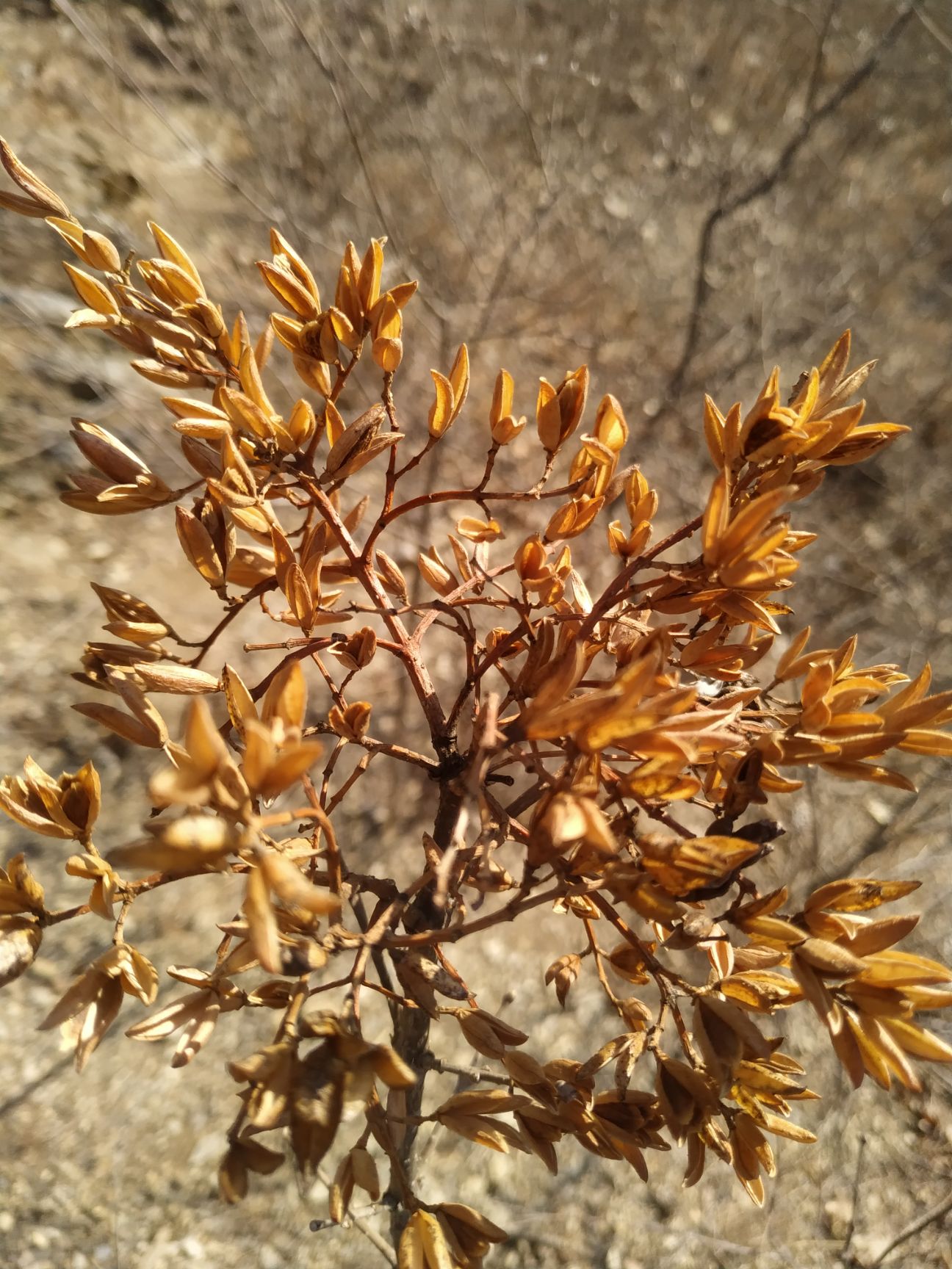 暴马丁香种子 丁香花,暴马丁香花种子