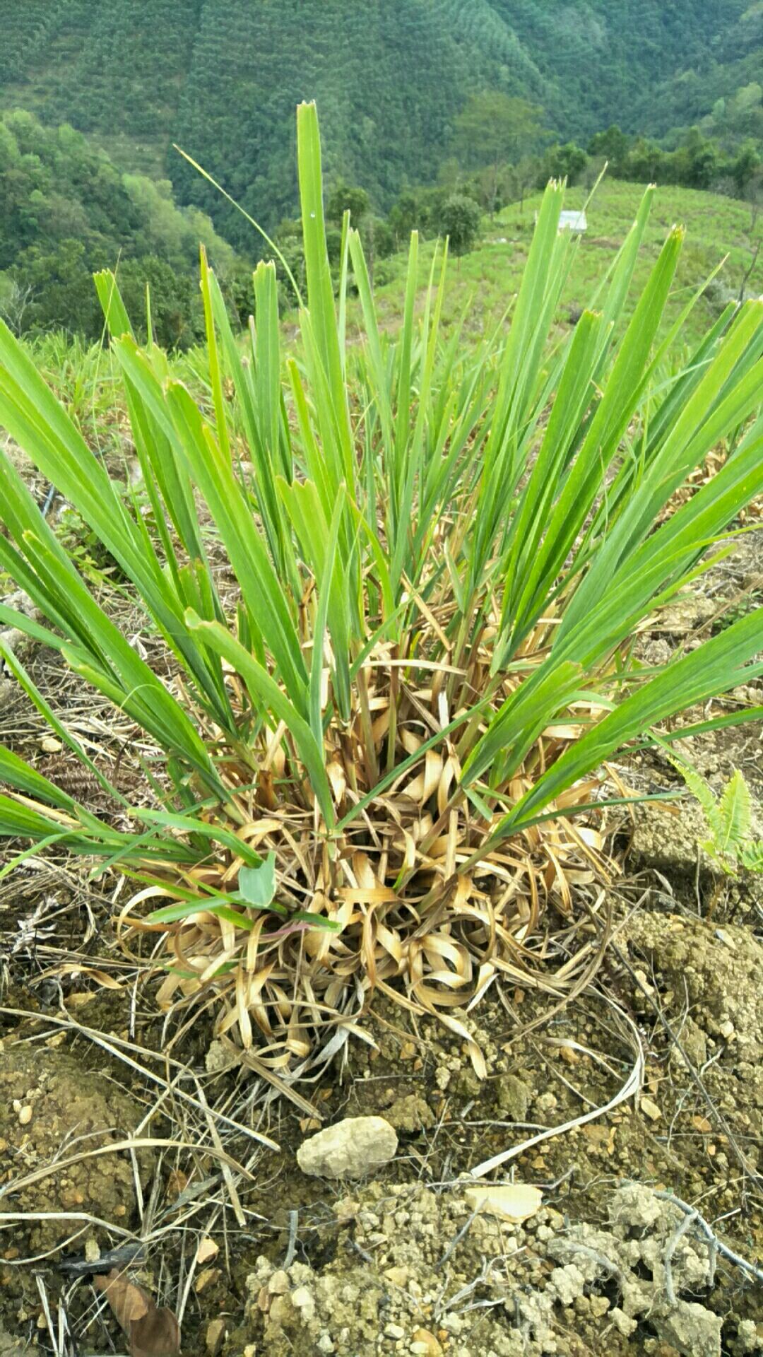 香茅草种苗 香茅草