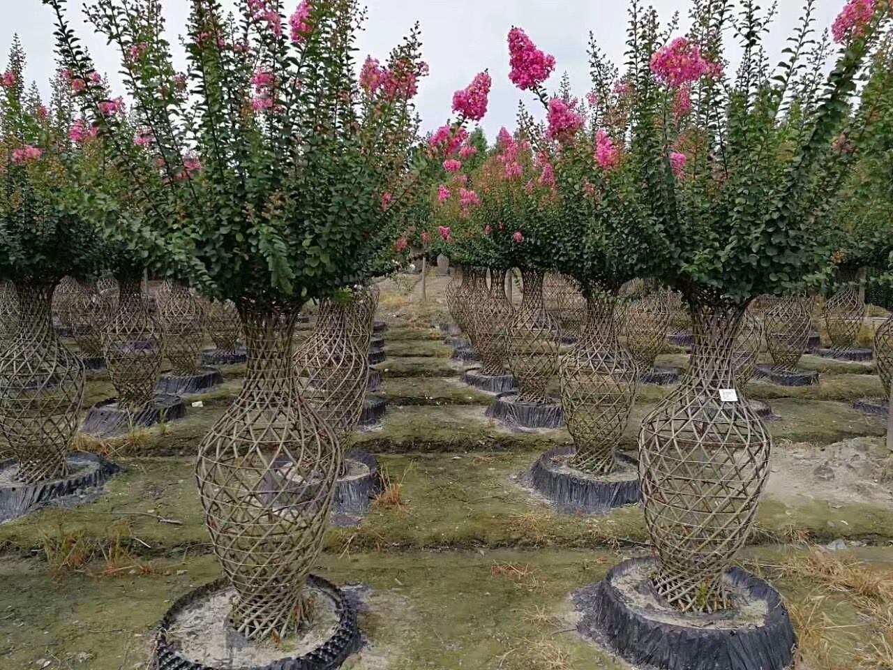 四川省成都市郫都区造型紫薇 紫薇花瓶造型,紫薇造型基地,高1.