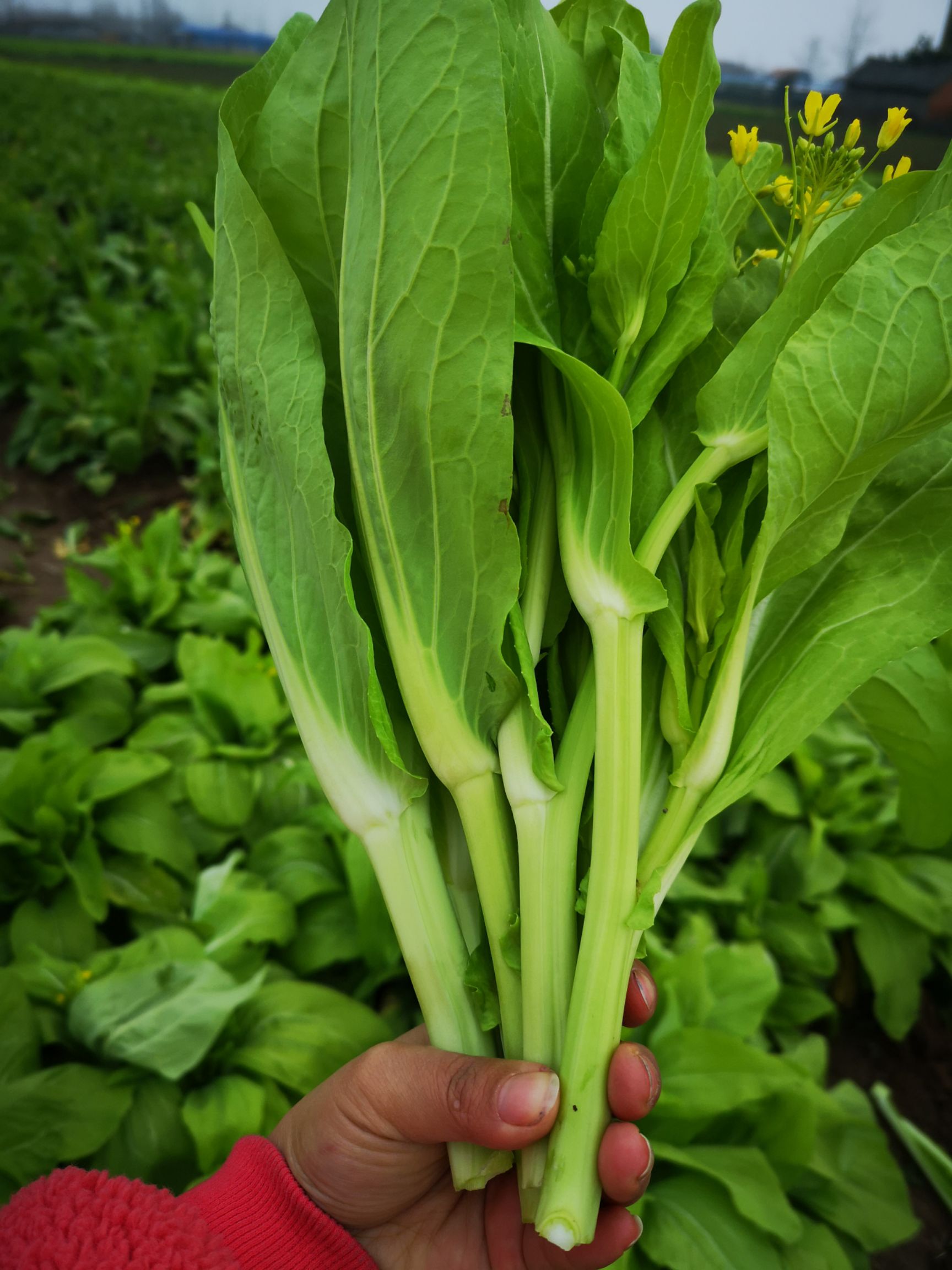 名:白菜苔 品种名:白菜苔 株高:10cm以上 货品包装:泡沫箱 种植环境