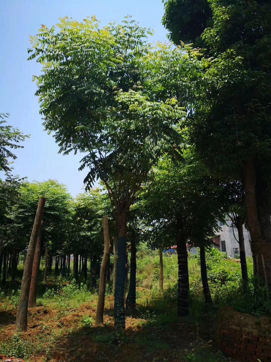 栾树摇钱树四川栾树基地出售成都栾树批发价格