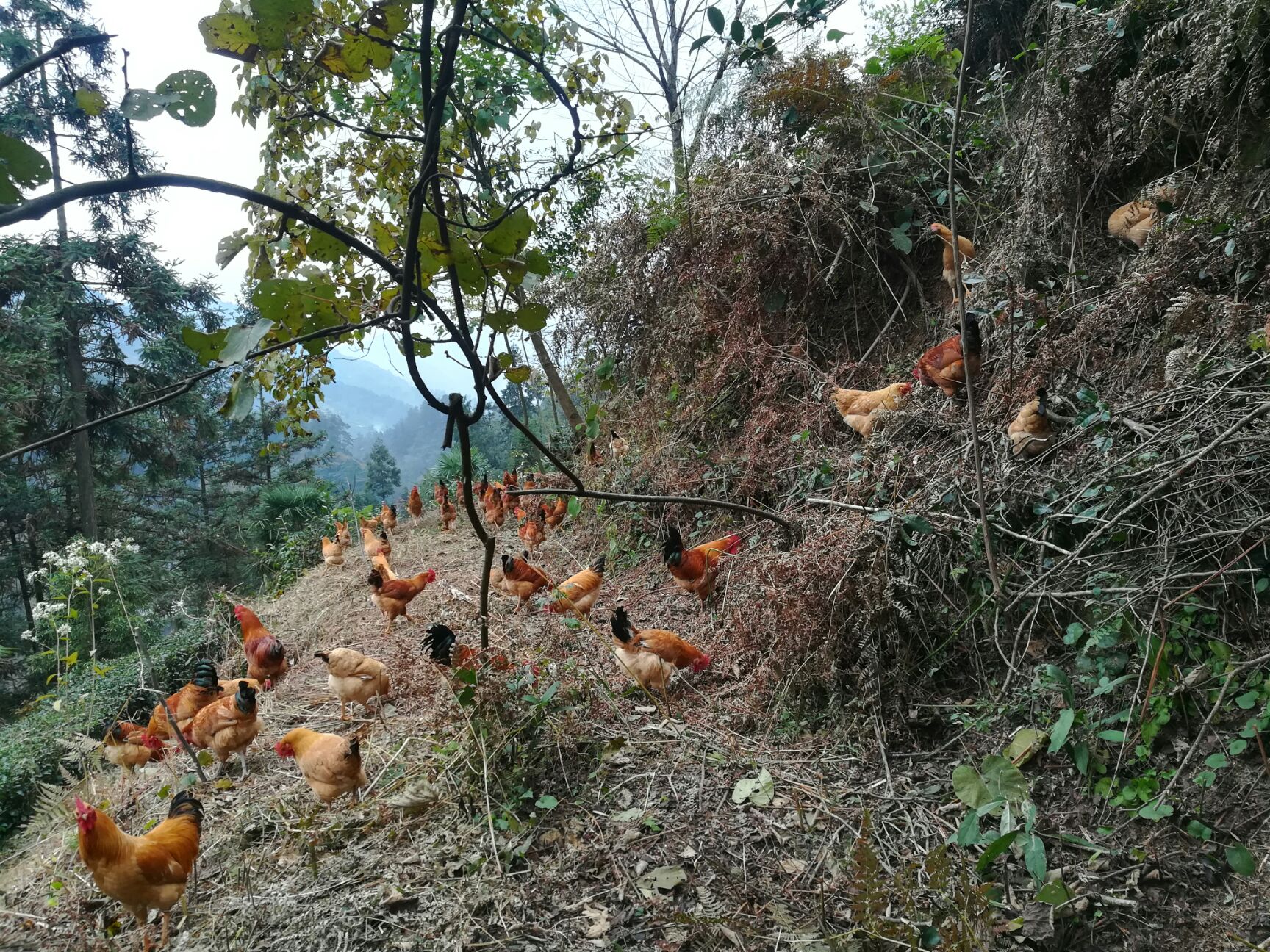 散养土鸡 跑山鸡 纯粮食饲喂观赏鸡美味活禽