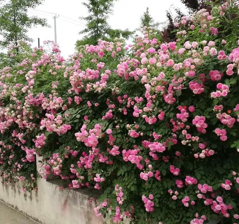 爬蔷薇 墙微花树苗 攀爬花苗藤爬藤月季阳台玫瑰四季开花欧月花苗