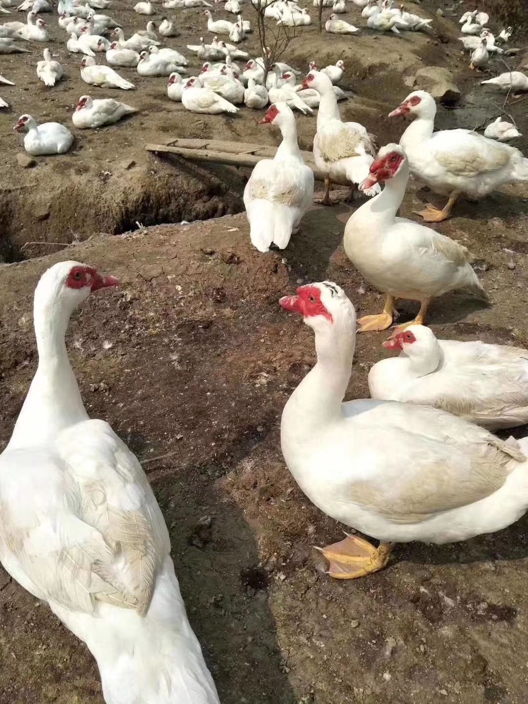 西洋鸭苗 旱鸭 巴巴里