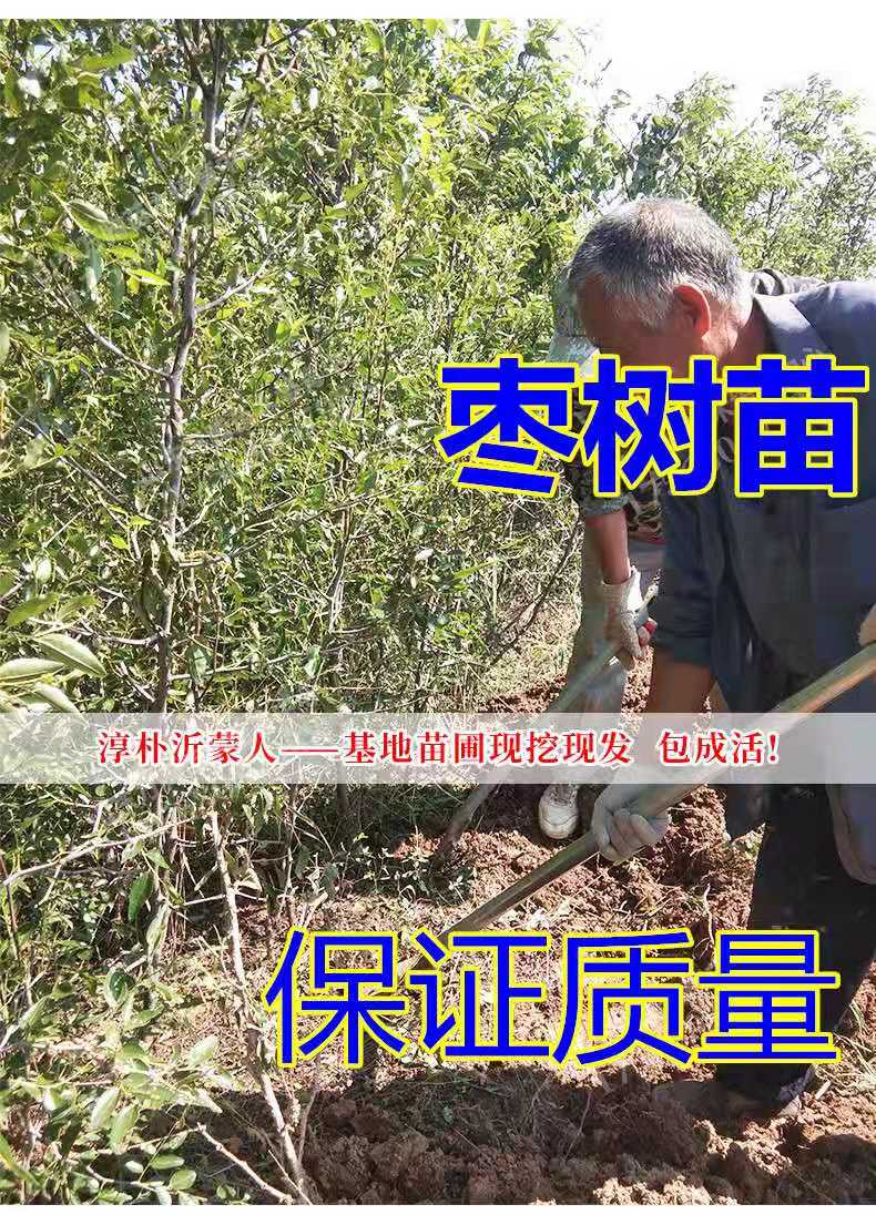 台湾牛奶大青枣 嫁接枣树苗 贵妃蜜枣脆甜水分多种植当年结果