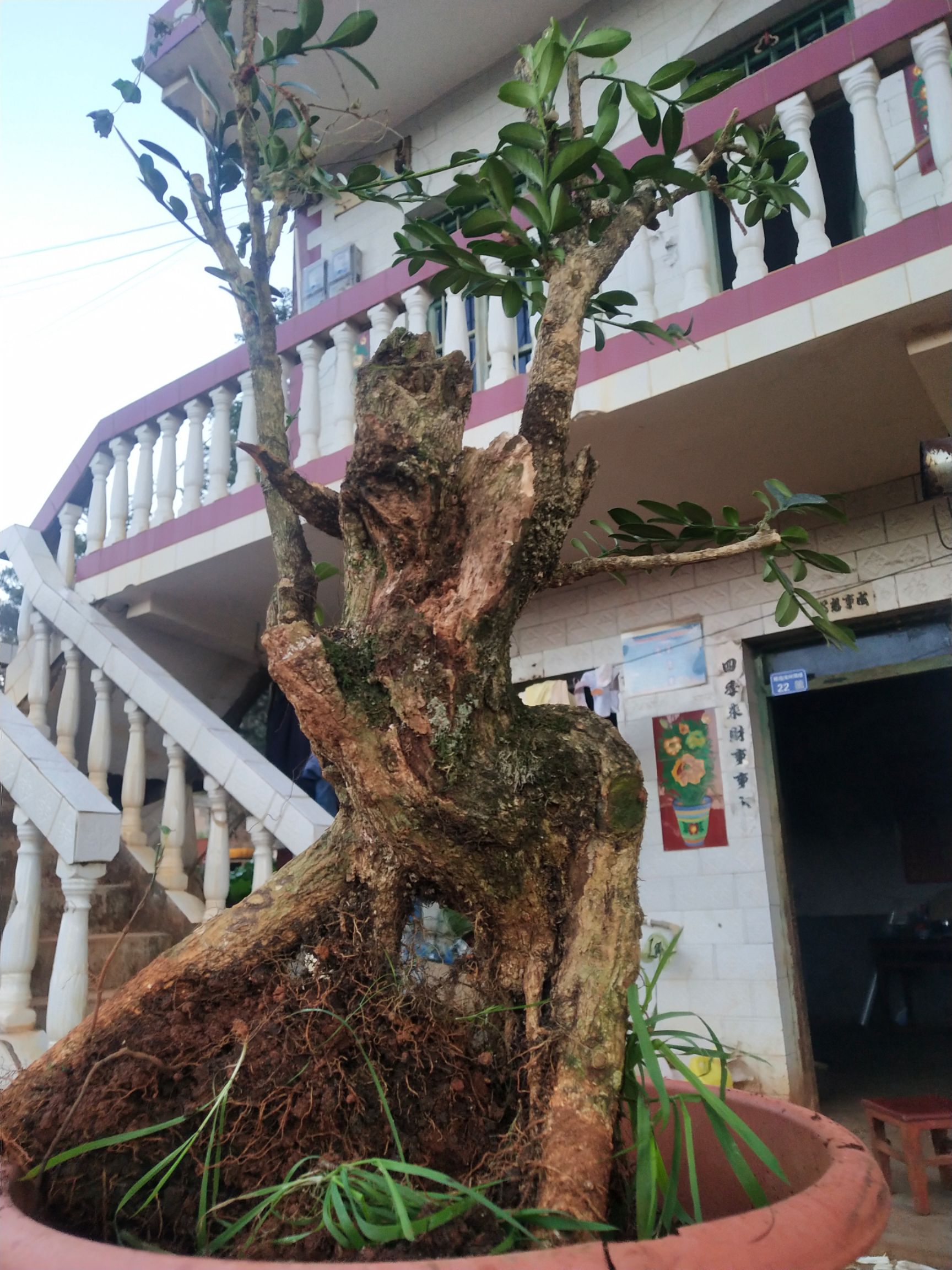 熟桩黄杨下山小老桩
