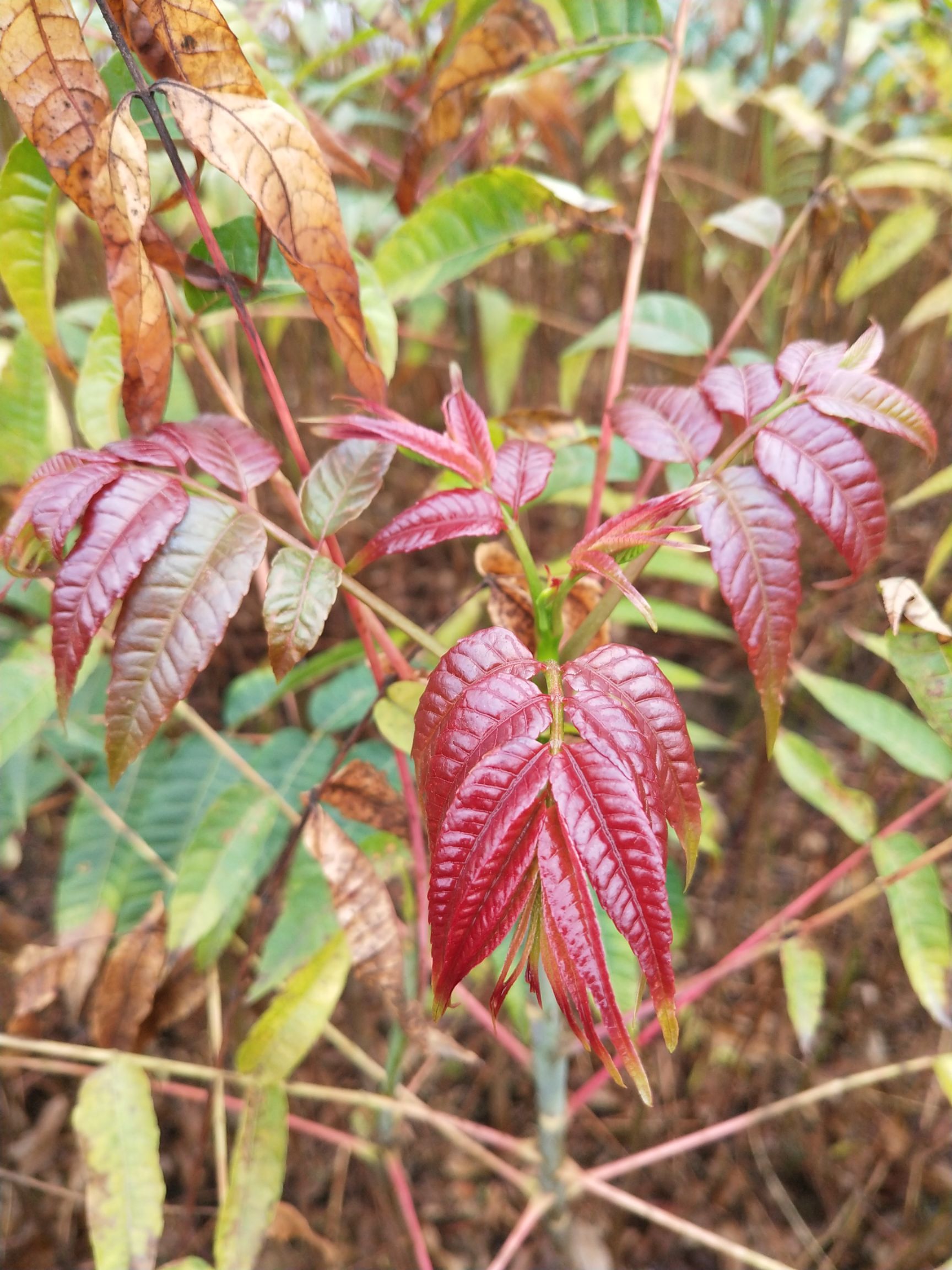 红芽香椿苗 香椿苗 包邮