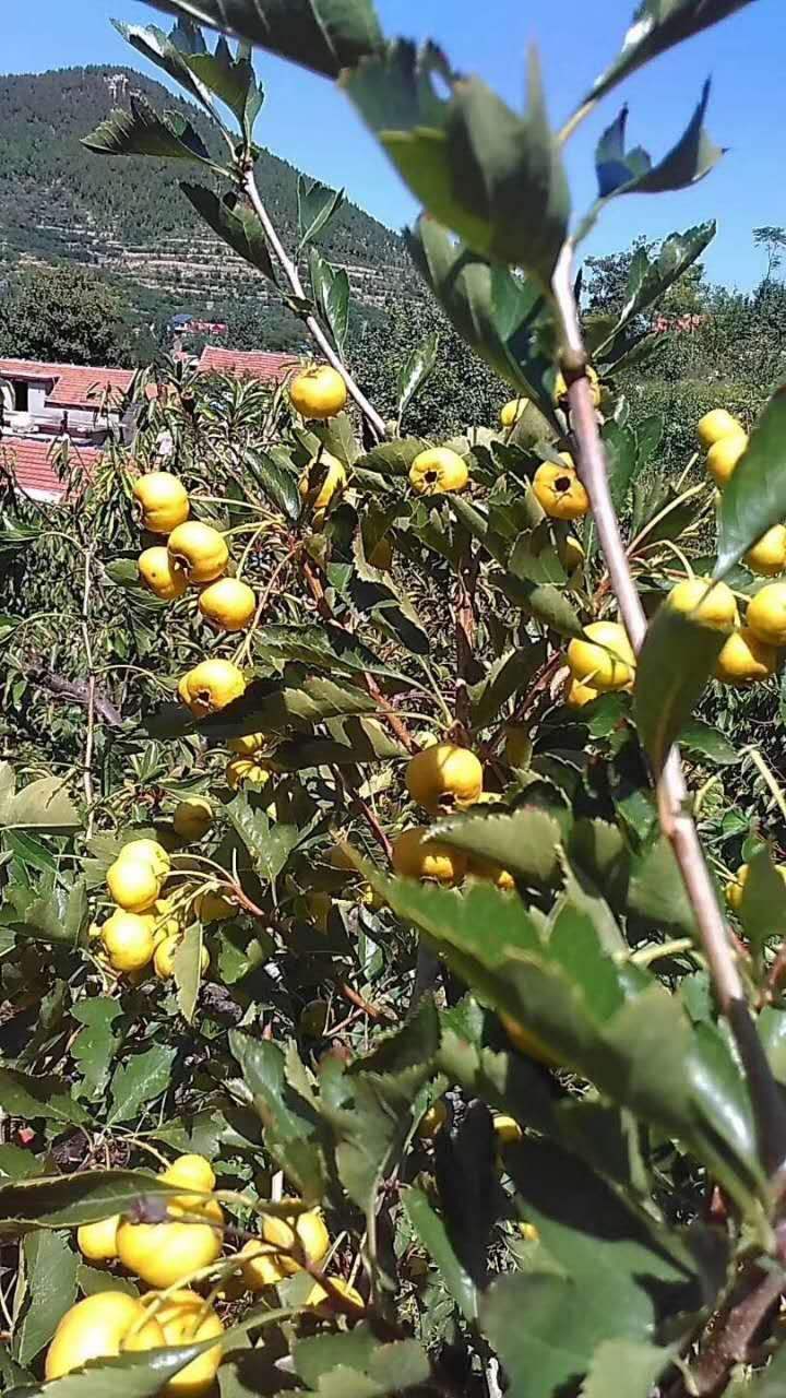 黄果山楂苗阿尔泰山楂树嫁接黄山楂树苗南方北方种植当年结果树