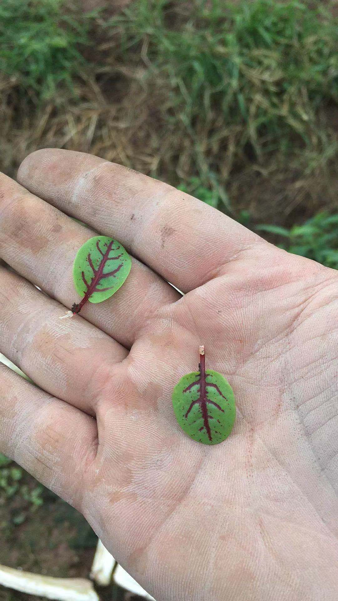 盘饰花草石竹三色堇