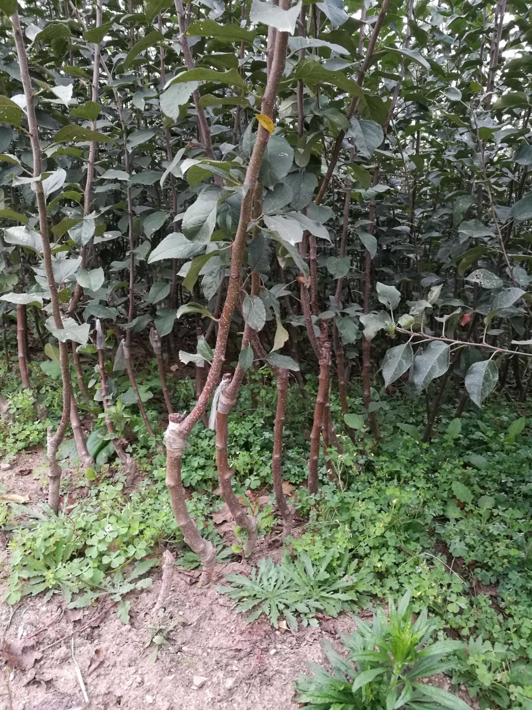 矮化短枝富士苹果苗 矮化苹果嫁接苗