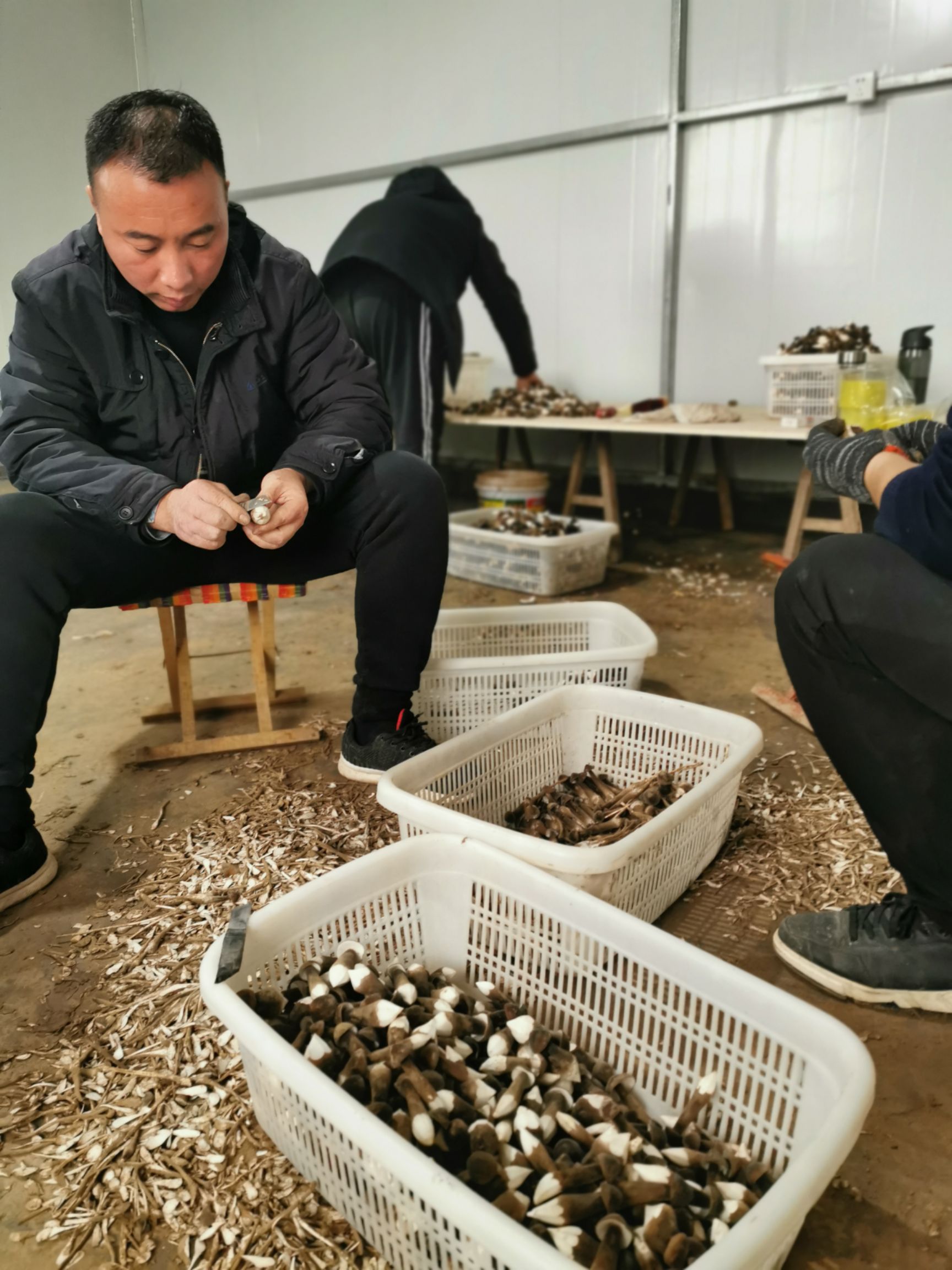 新鲜黑皮鸡枞菌大量上市寻找优质客户