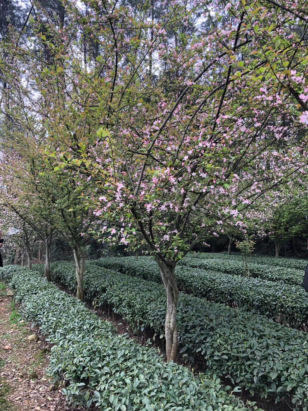 垂丝海棠,四川垂枝海棠基地出售,成都垂丝海棠批发价格