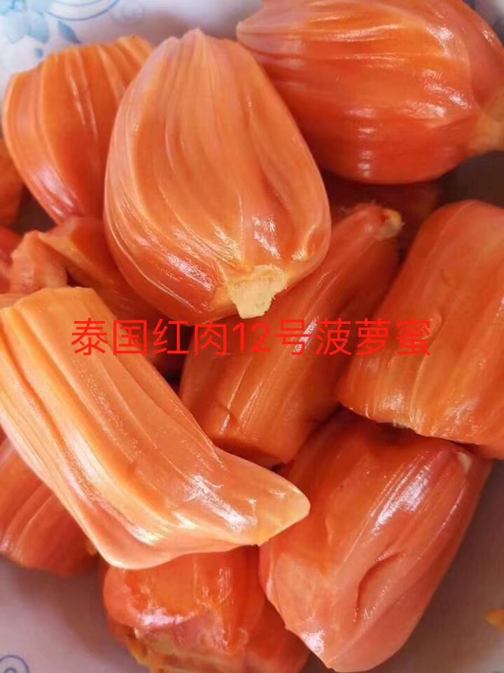 泰国12号红肉菠萝蜜苗,品种正宗,带营养杯发货