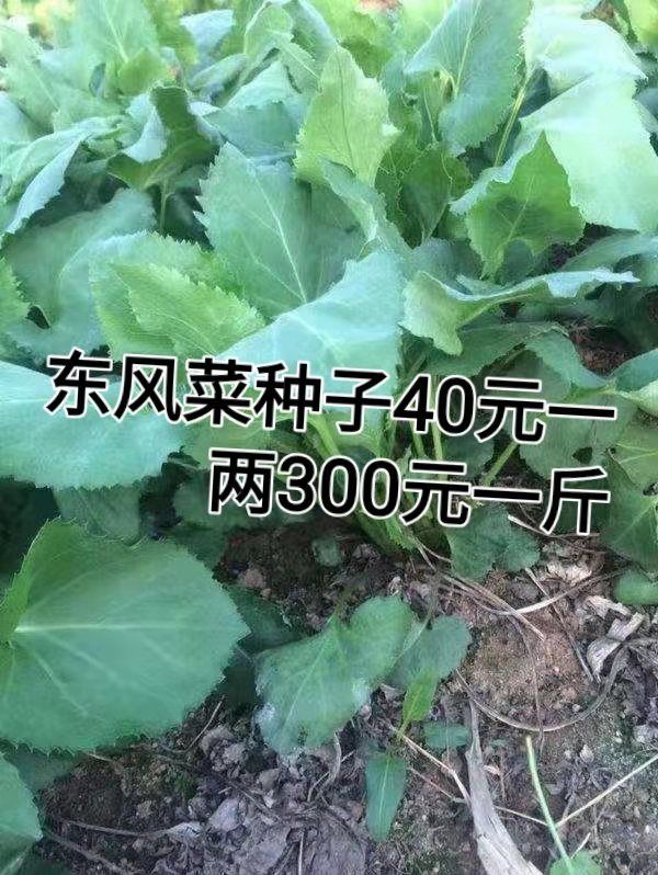 东风菜大耳毛铧子尖种子,种植方法简单种子不需要处理出苗率高