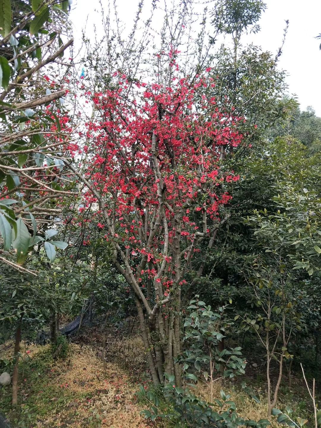 贴梗海棠,四川铁脚海棠基地出售,成都铁足海棠批发价格