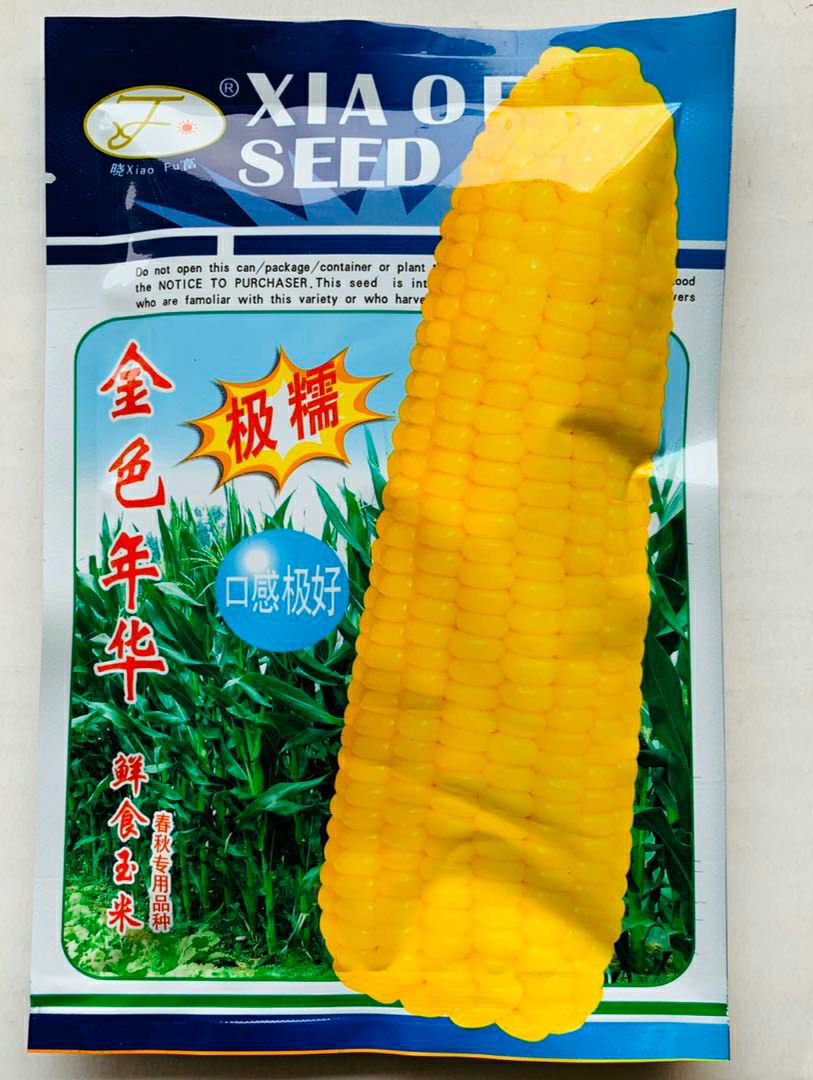 [甜玉米种子批发] 金色年华黄色糯玉米种子籽粒淡黄色