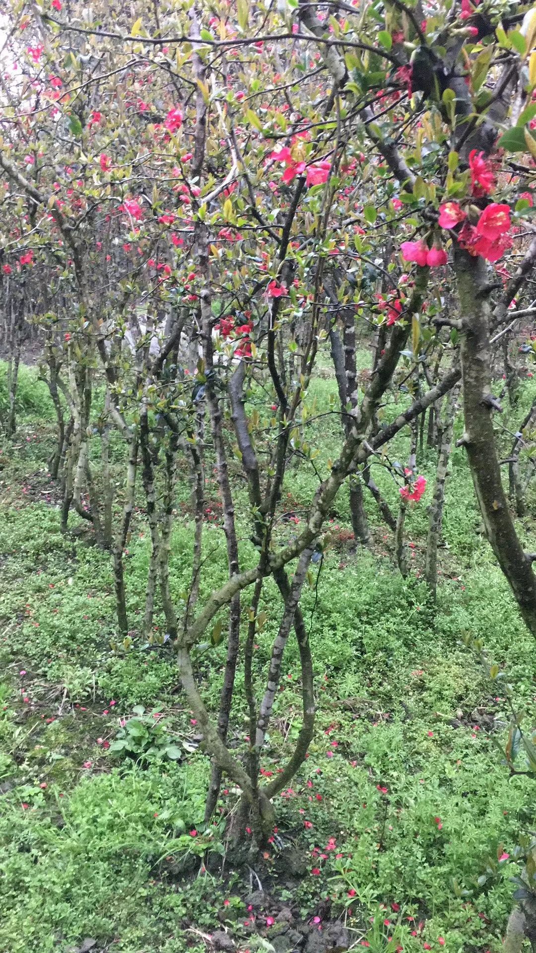 贴梗海棠,四川铁脚海棠基地出售,成都铁足海棠批发价格