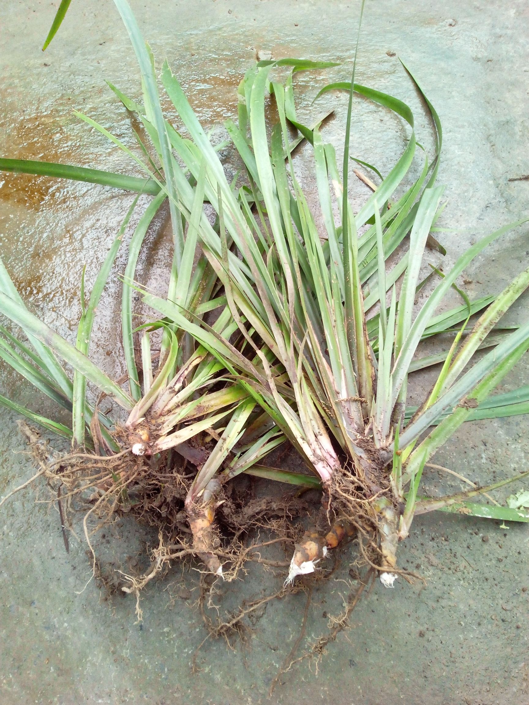 茴香菖蒲苗正宗生新鲜五香草洗水香鸡骨香炖汤好食材香味十足