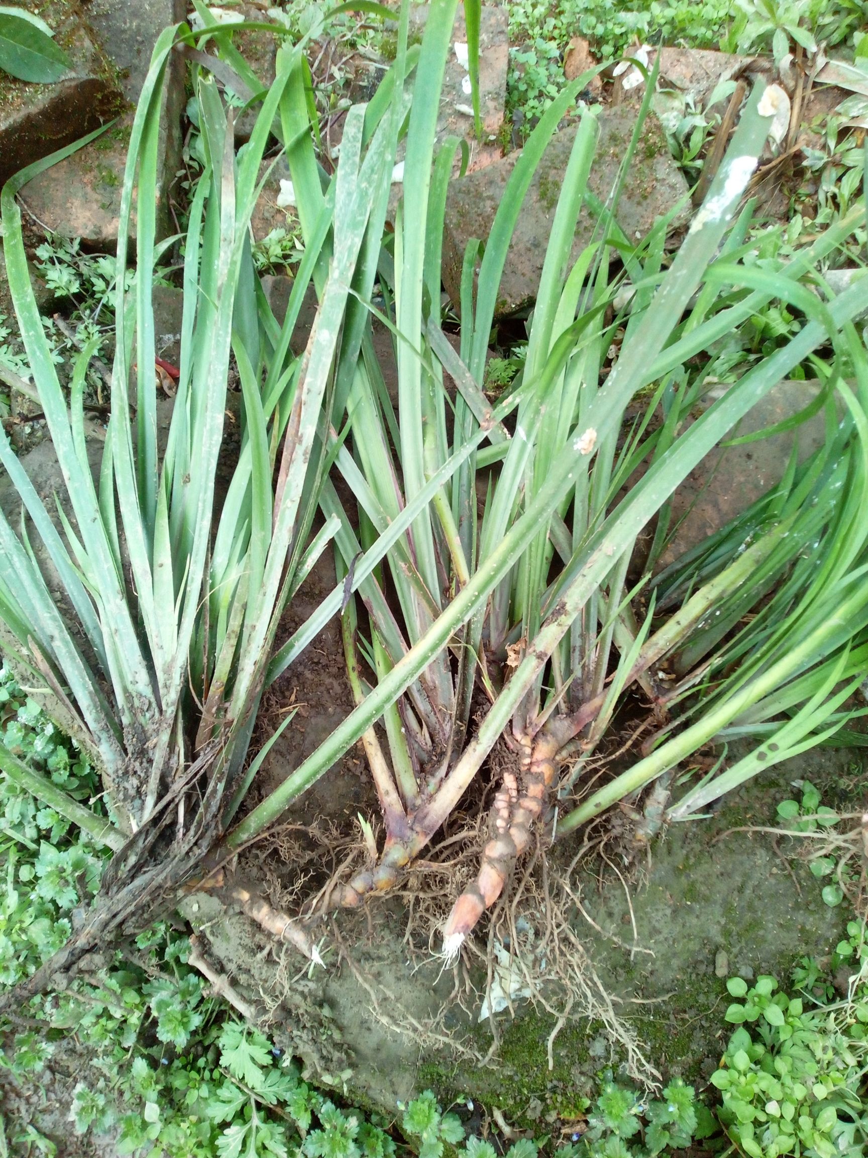 茴香菖蒲苗 正宗生新鲜 五香草 洗水香 鸡骨香 炖汤好食材 香味十足