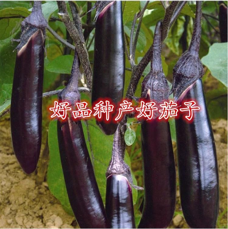 蔬菜种子日本黑贵人长茄种子茄子种子露天大棚均可