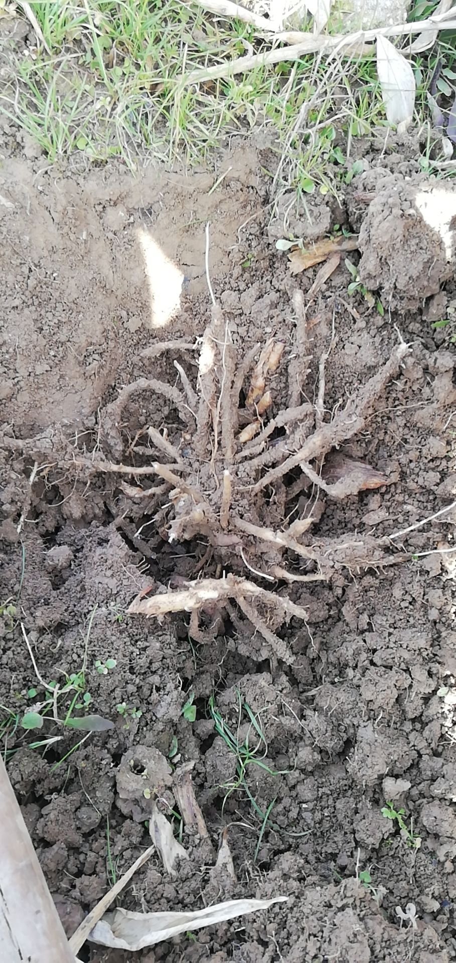 汉中佛坪县阳荷种苗 阳荷根大面积出售,芽尖多易成活,地里现挖现卖