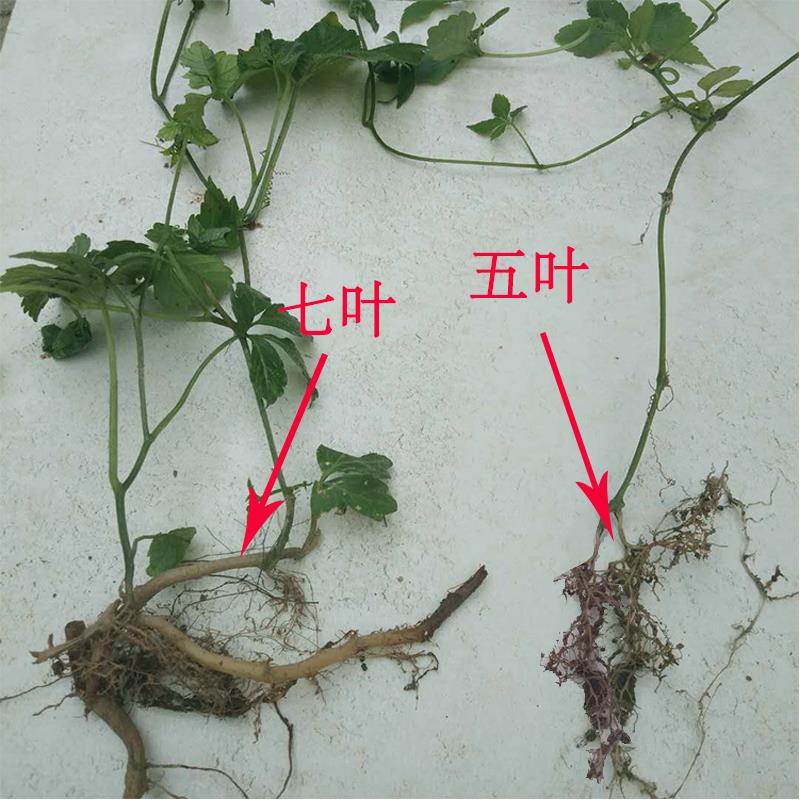 绞股蓝苗 绞股蓝七叶绞股蓝新鲜种根平利绞股蓝基地直销富硒绞股蓝