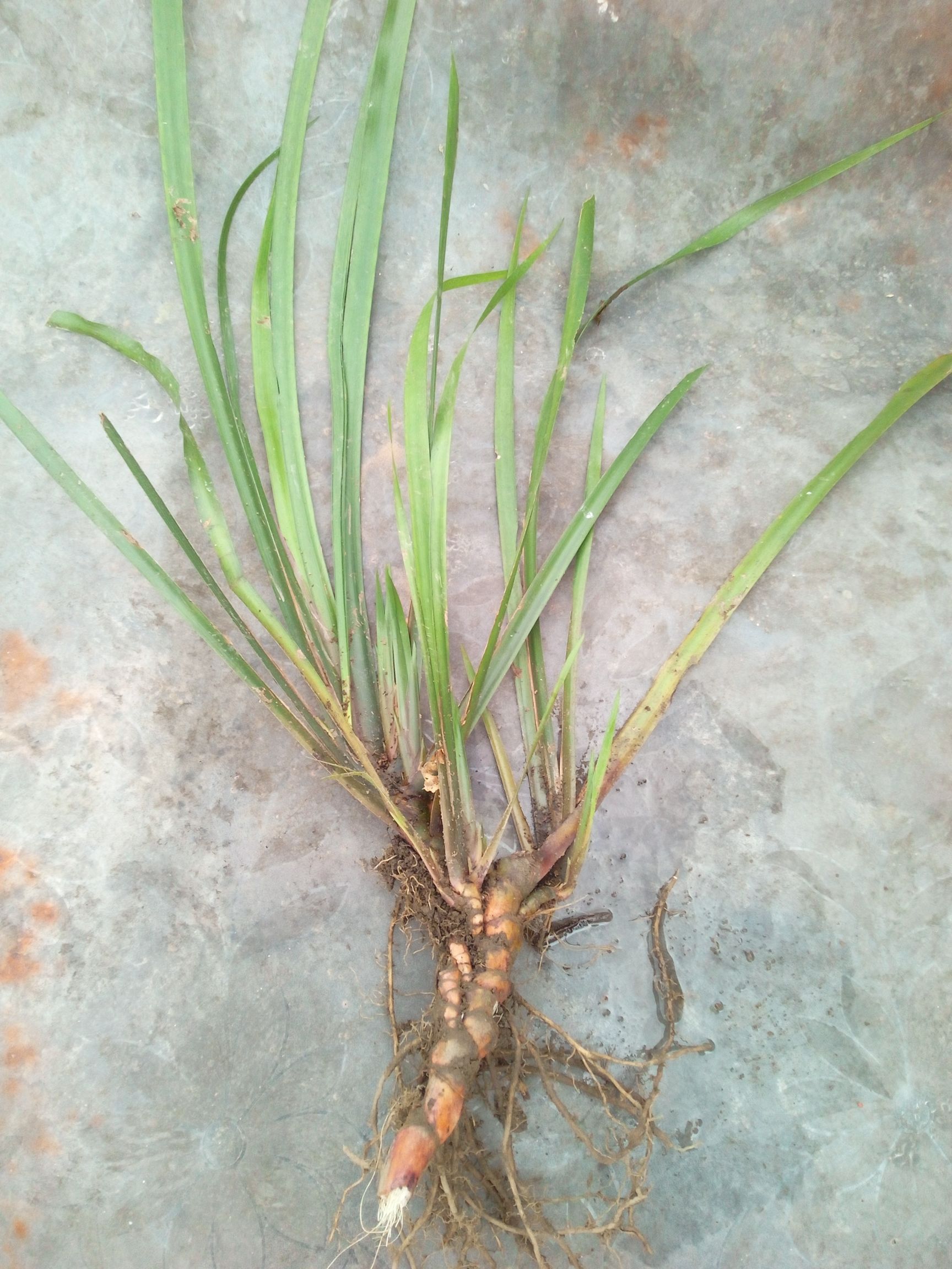 茴香菖蒲苗正宗生新鲜五香草洗水香鸡骨香炖汤好食材香味十足