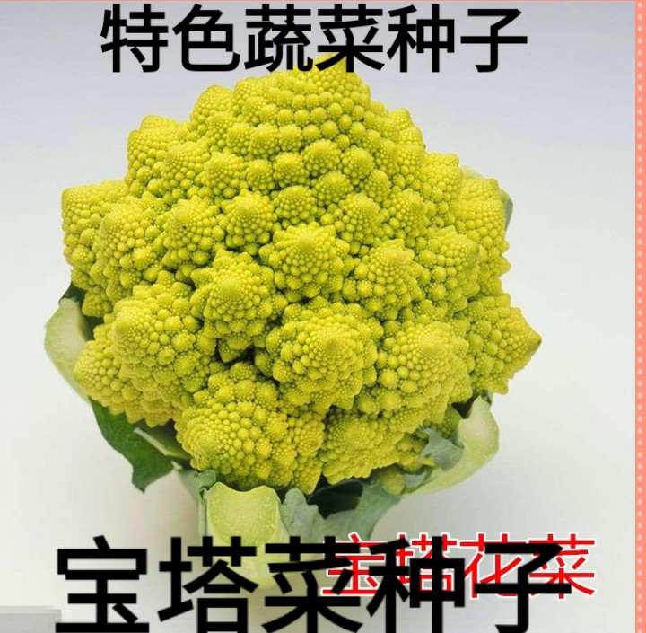 宝塔花椰菜种子