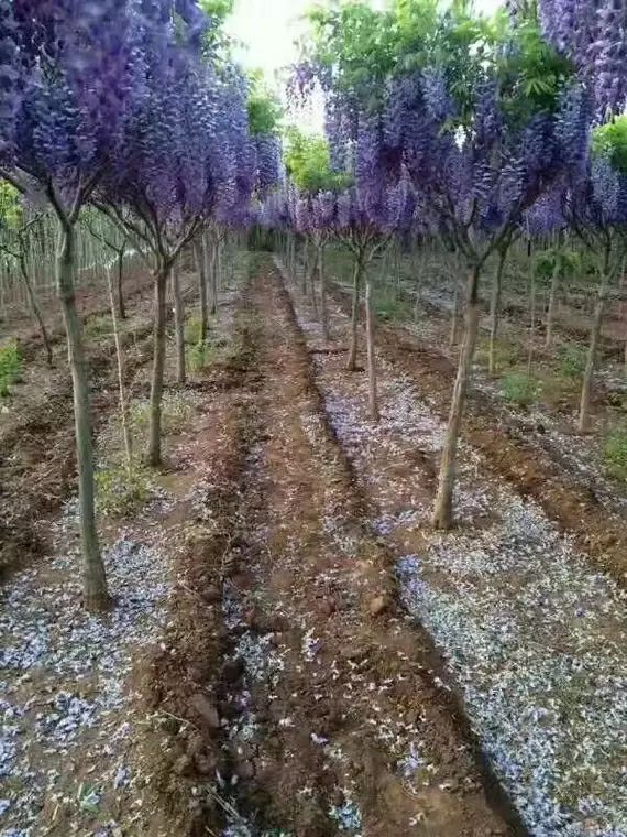 紫藤花树苗爬藤植物庭院围墙四季开花盆栽花苗绿植花卉藤蔓紫藤萝