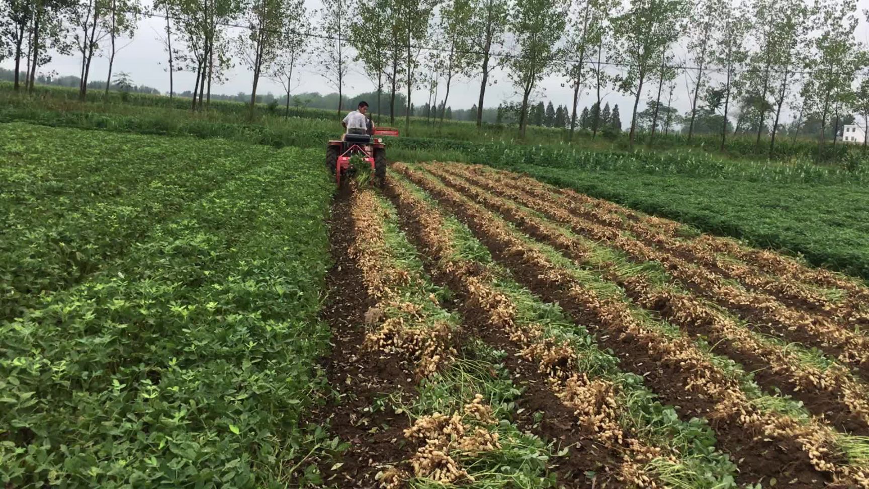 大良花生 大量供应,千斤坠罗汉果,亩产1000斤.