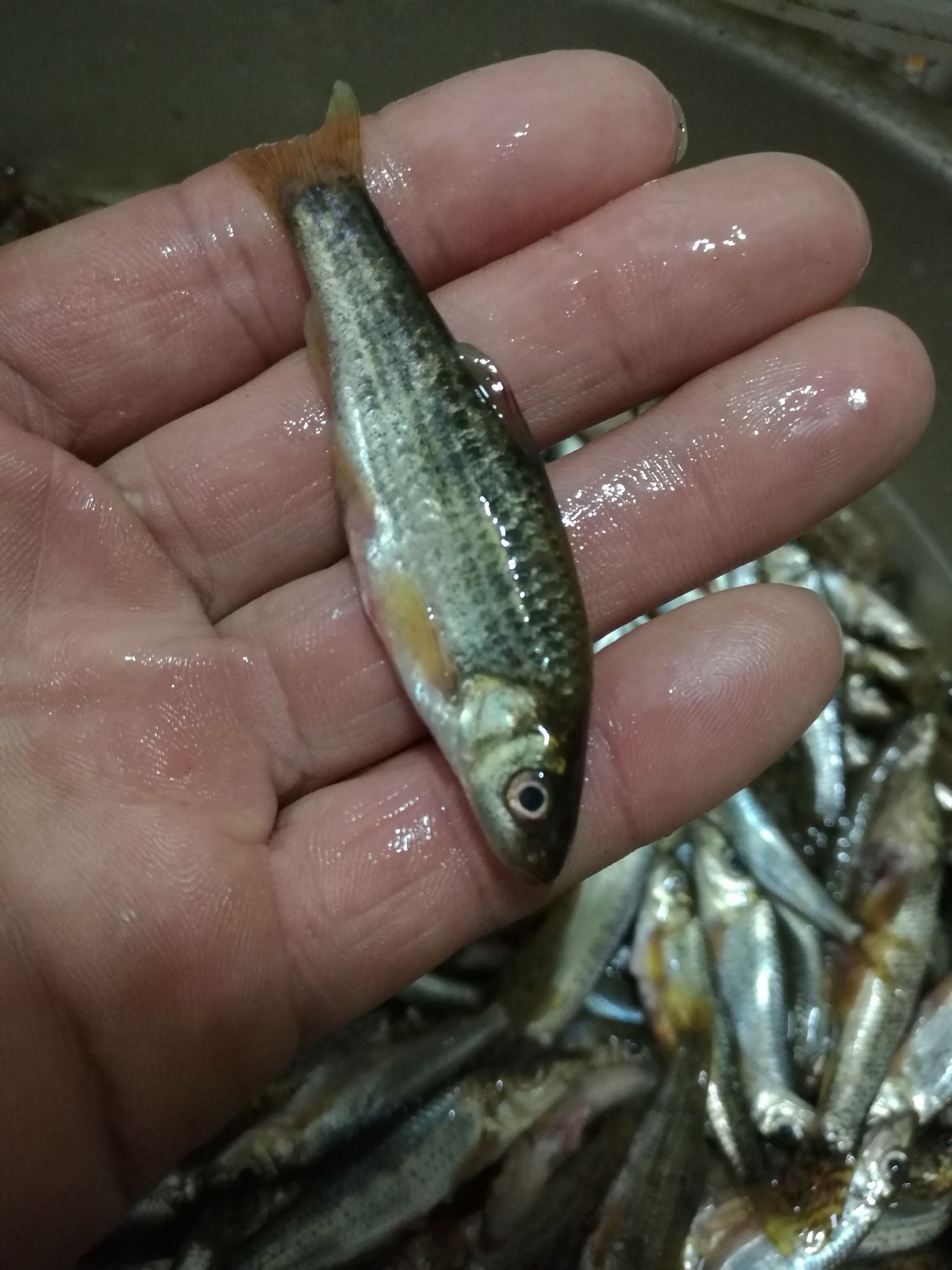 冰冻鱼类 淡水小溪鱼