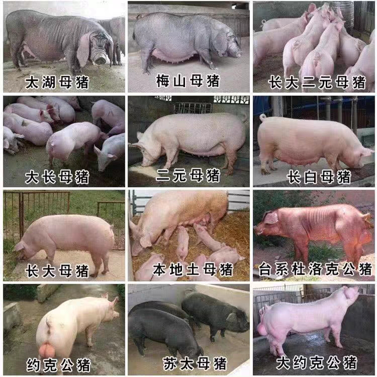 出售各种仔猪种猪母猪