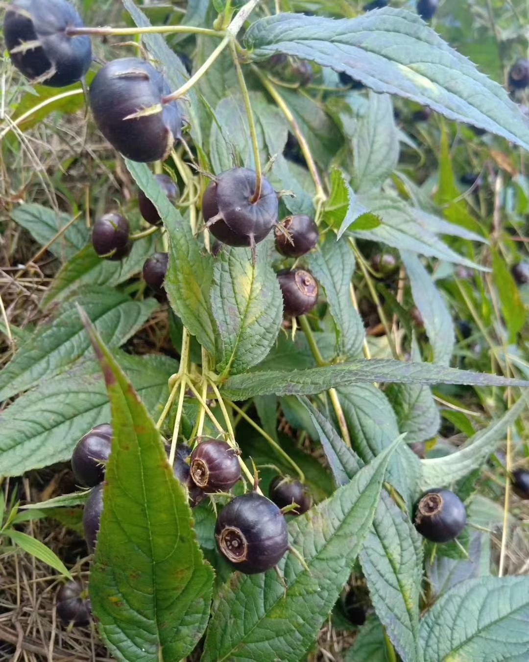 蜘蛛果苗 出售蜘蛛果种子