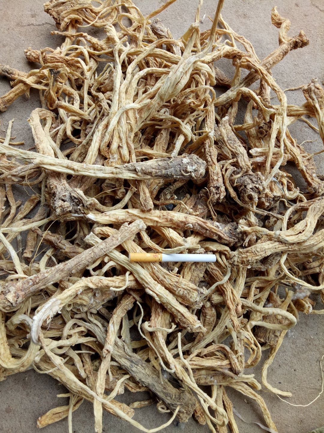 [桔梗根批发]合作社基地种植药材桔梗,自产自销保证.