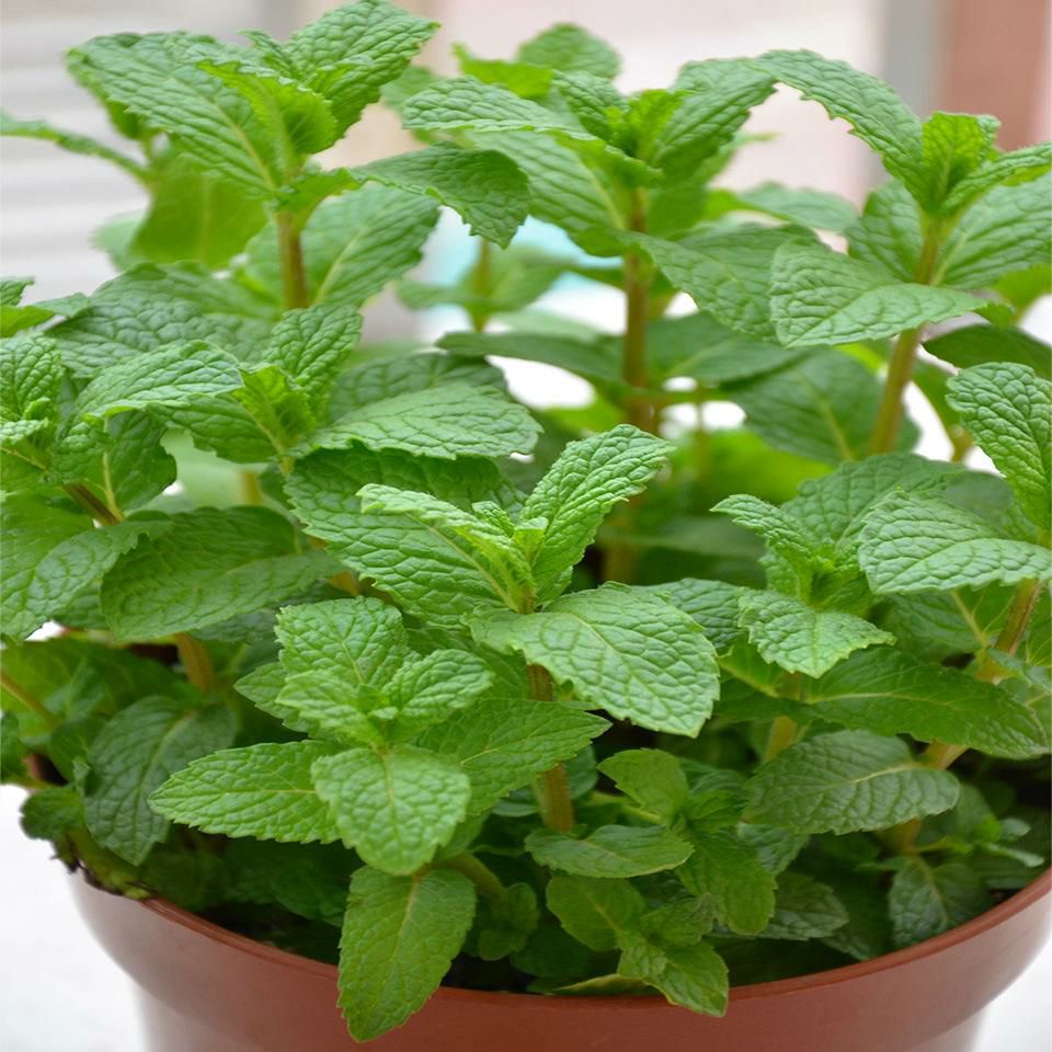 薄荷种子留兰香薄荷种子美国薄荷种子食用薄荷种子包邮