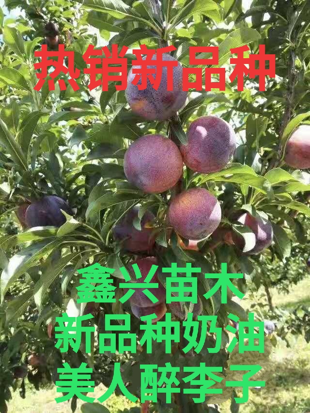 红美人李子苗 新品种奶油美人醉二代李子苗嫁接李子苗脱毒育苗自花