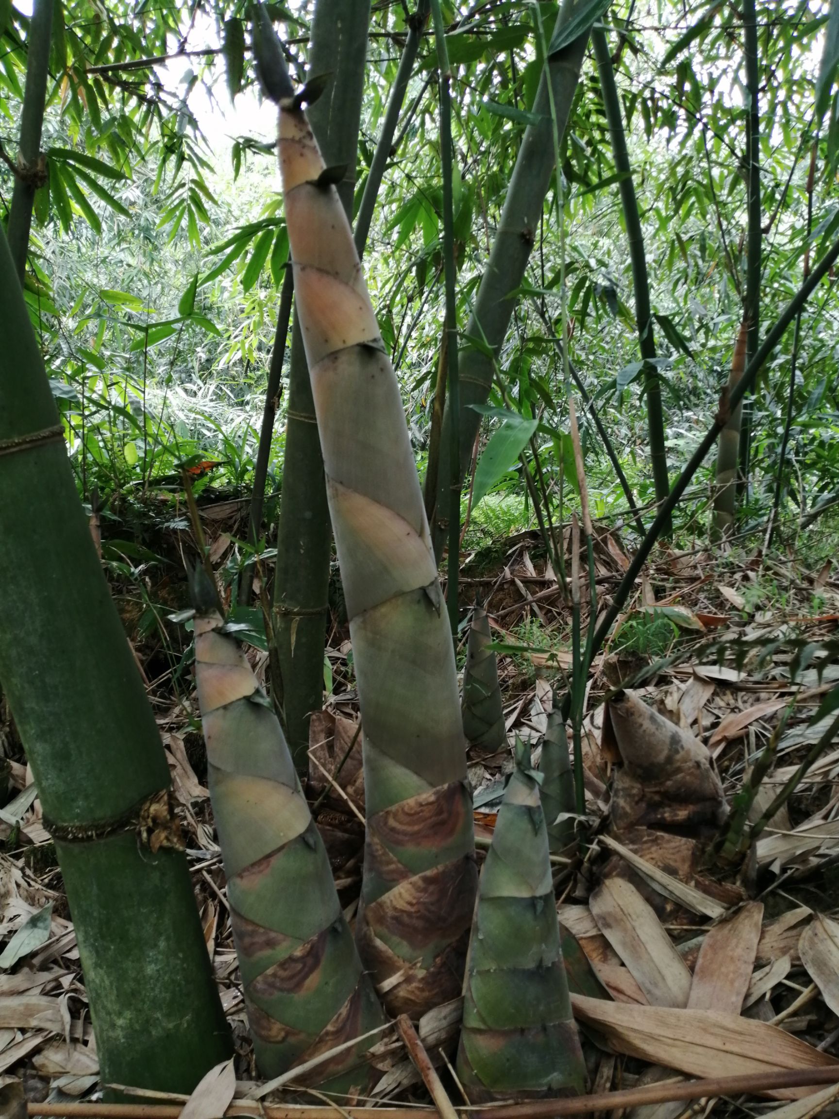 麻竹苗 大量麻竹笋苗 竹秧苗 竹兜苗大头竹苗 台湾甜竹笋苗 技术