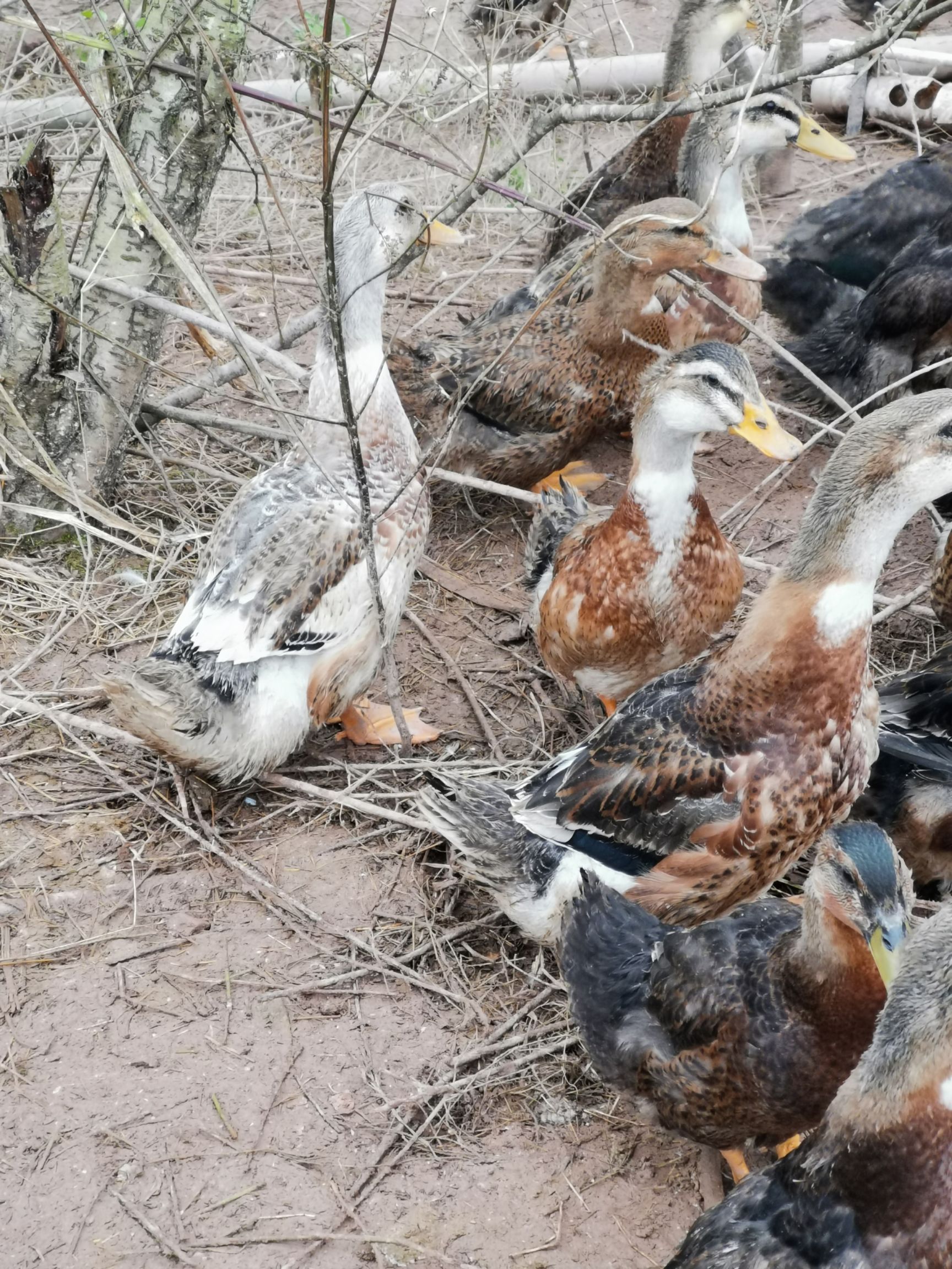 重庆农村散养麻鸭土鸭喂熟食粮食