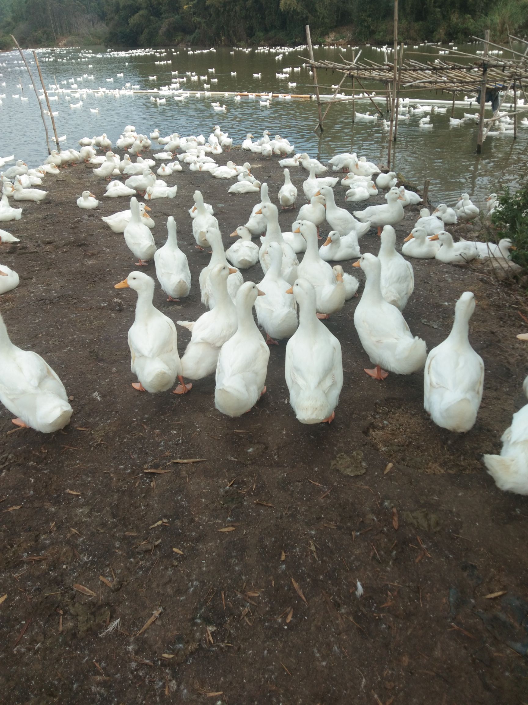 散养白鸭,阳江阳西河流养殖,现货大量供应