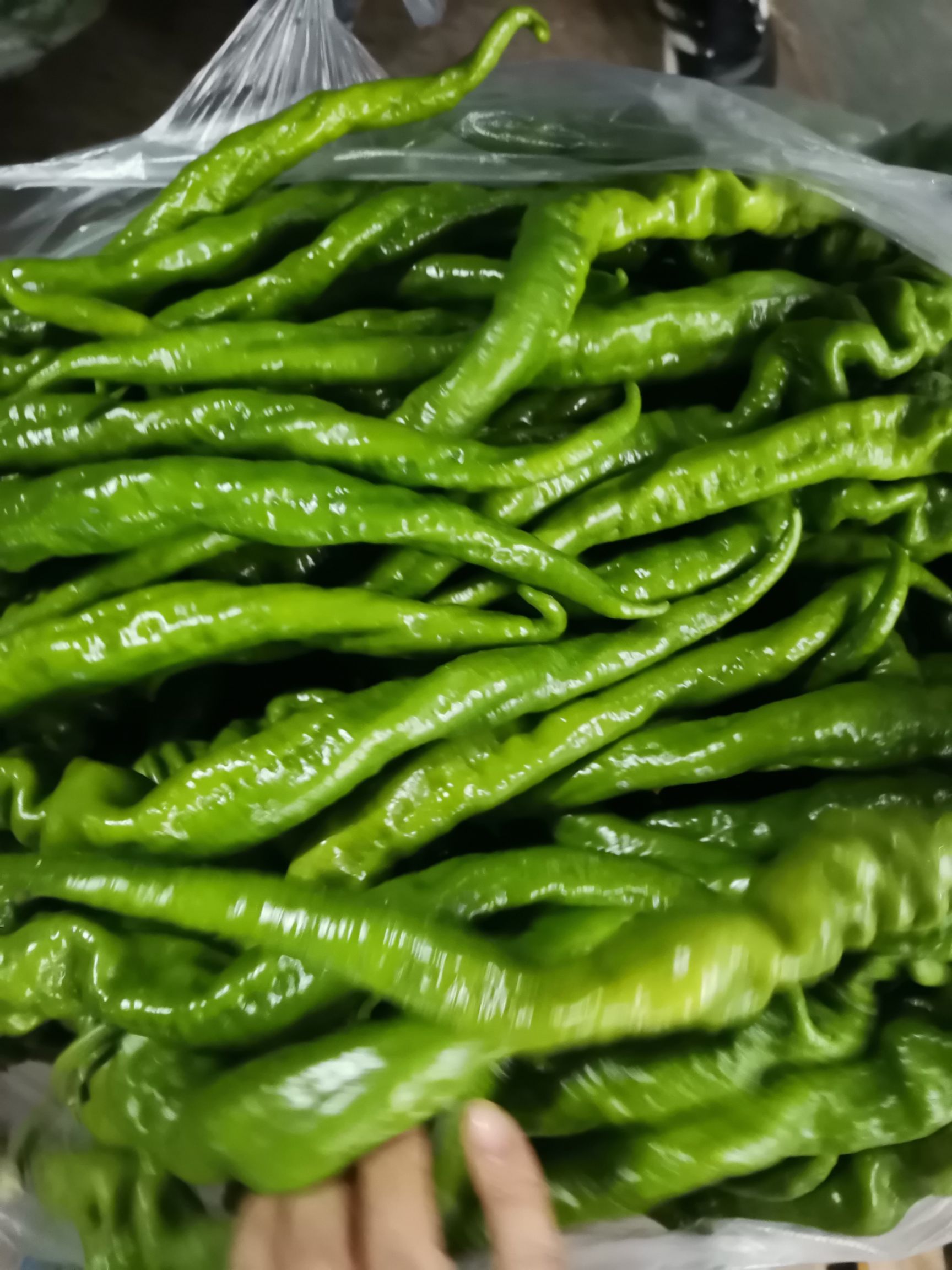 陇椒