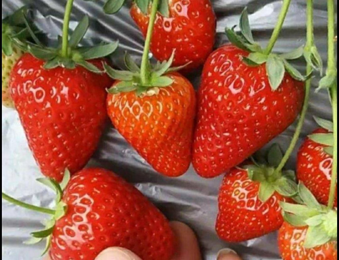 品种名:红颜草莓苗 品种名:红颜草莓苗 高度:30~40公分 类型