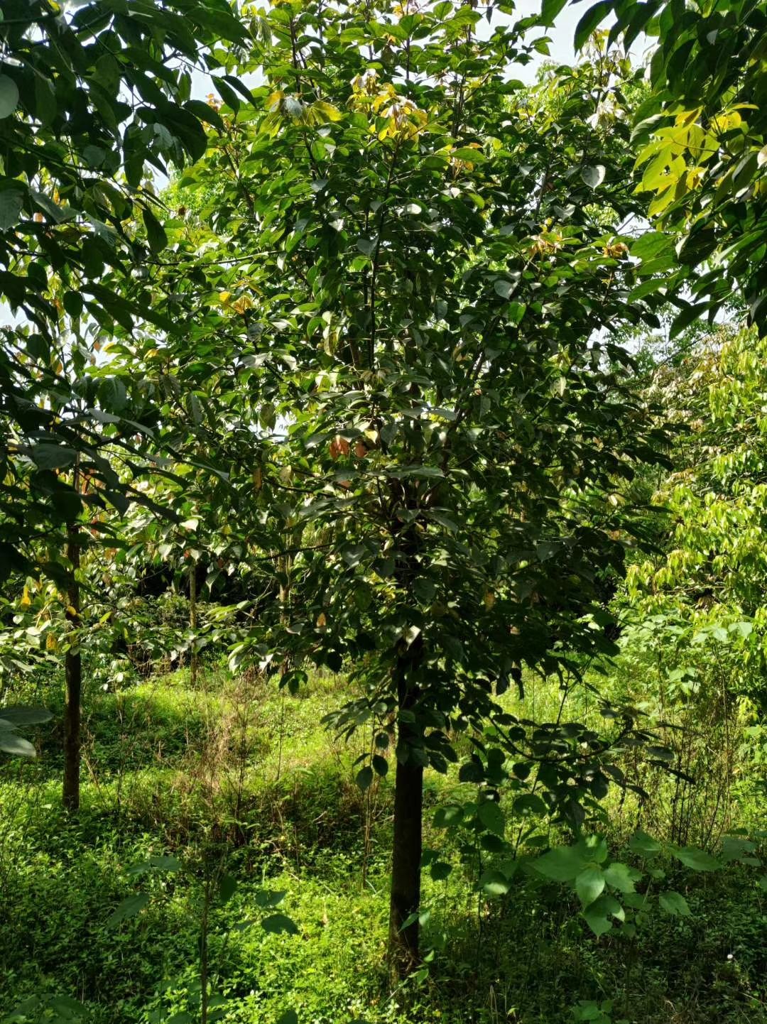 重阳木,三叶树,四川重阳木基地出售,成都重阳木批发价格