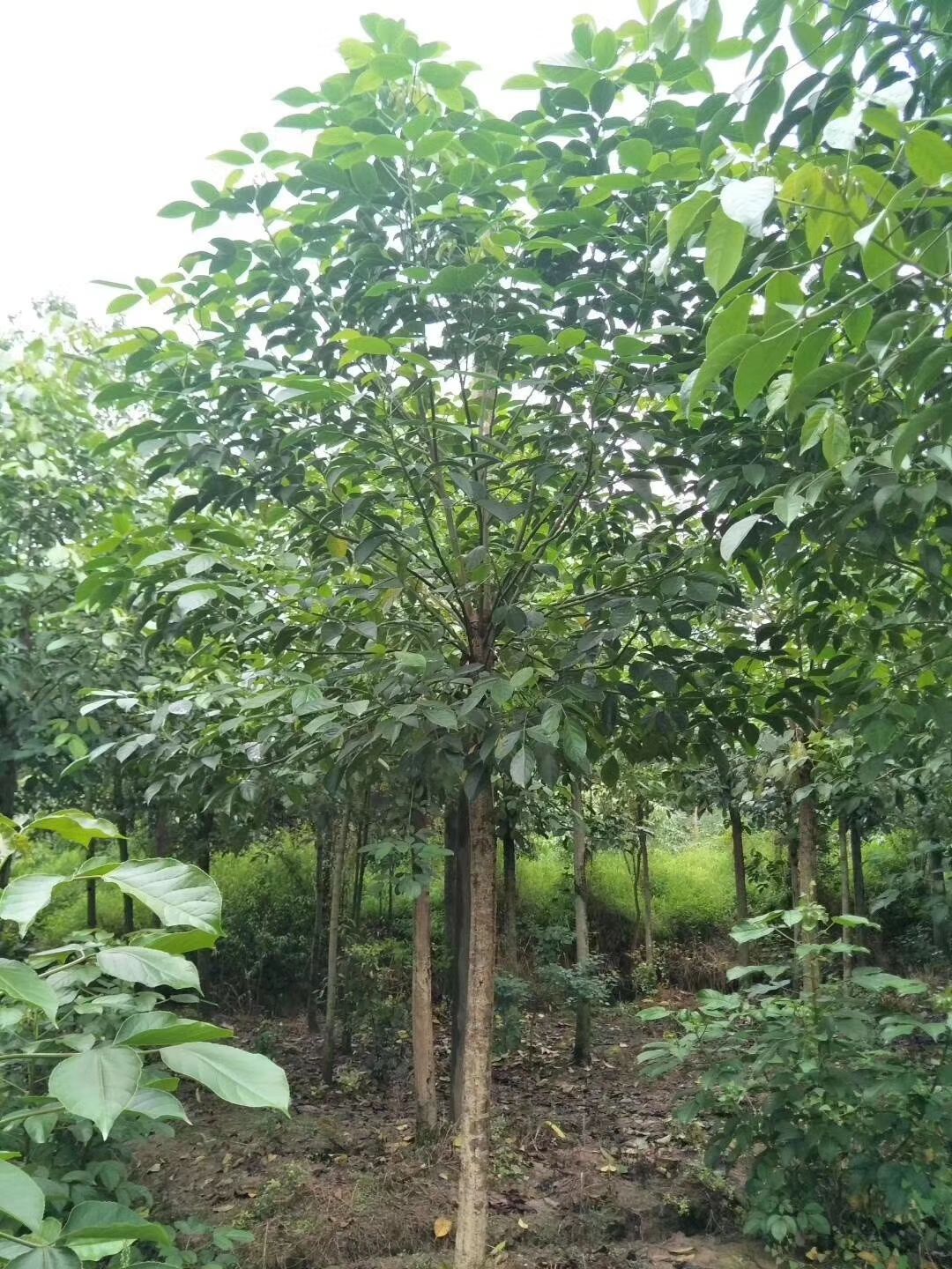 重阳木,三叶树,四川重阳木基地出售,成都重阳木批发价格