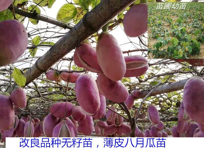 八月瓜果树苗当年结果野生正品八月瓜苗南方八月瓜树苗