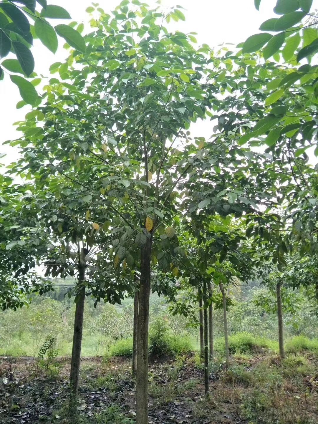 重阳木,三叶树,四川重阳木基地出售,成都重阳木批发价格